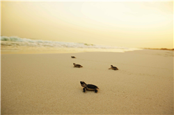 Park Hyatt Abu Dhabi Hotels & Villas receives the Leed Certificate